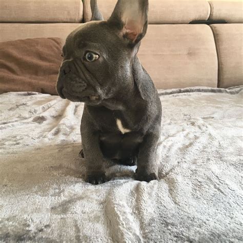 French Bulldog Puppies Rescue Nyc