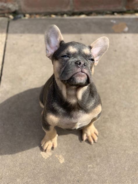 French Bulldog Puppies South Jersey
