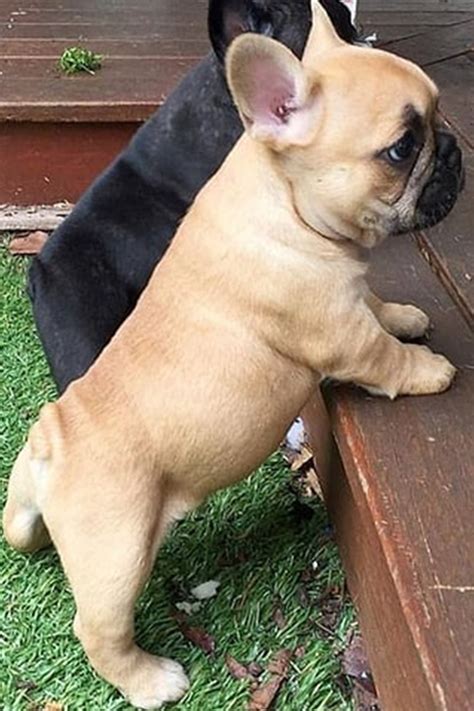French Bulldog Puppies Tail