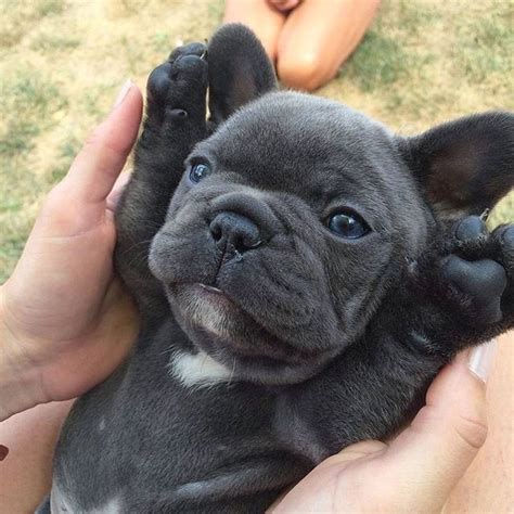 French Bulldog Puppies Tumblr