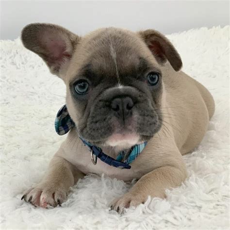 French Bulldog Puppies Under $500