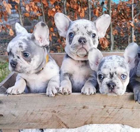 French Bulldog Puppies Wanted