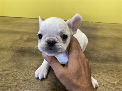 French Bulldog Puppies Westchester Ny