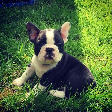 French Bulldog Puppies Wisconsin Breeders