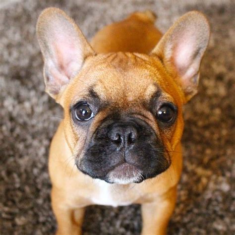 French Bulldog Puppies With Ears Down