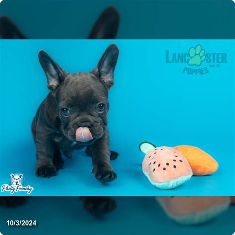 French Bulldog Puppies for Sale in Philadelphia PA