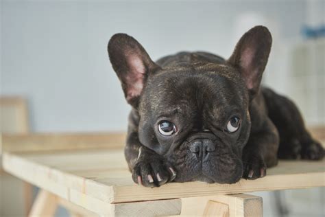 French Bulldog Puppy And Cat
