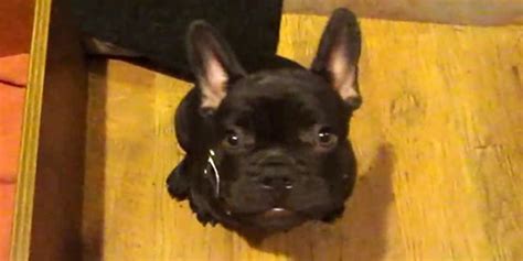 French Bulldog Puppy Argues Over Bedtime