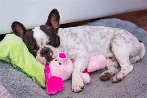 French Bulldog Puppy Bed