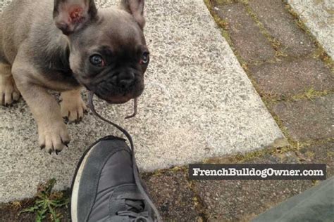 French Bulldog Puppy Biting Feet