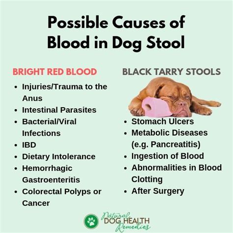French Bulldog Puppy Blood In Stool