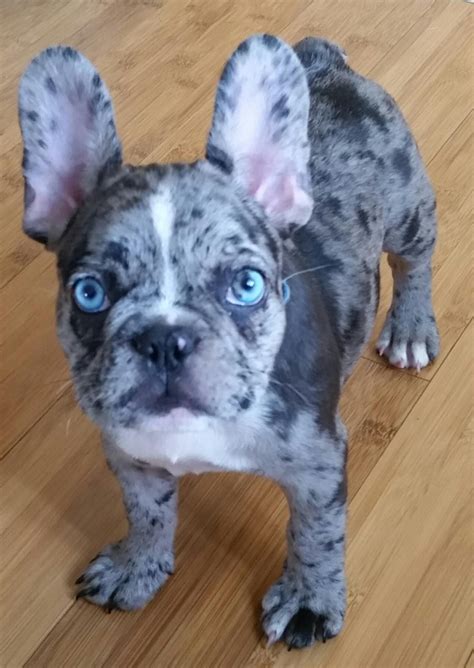 French Bulldog Puppy Blue Eyes