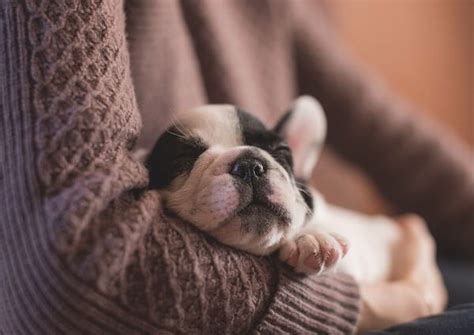 French Bulldog Puppy Breathing Fast While Sleeping