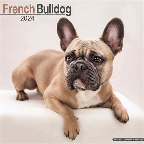 French Bulldog Puppy Calendar