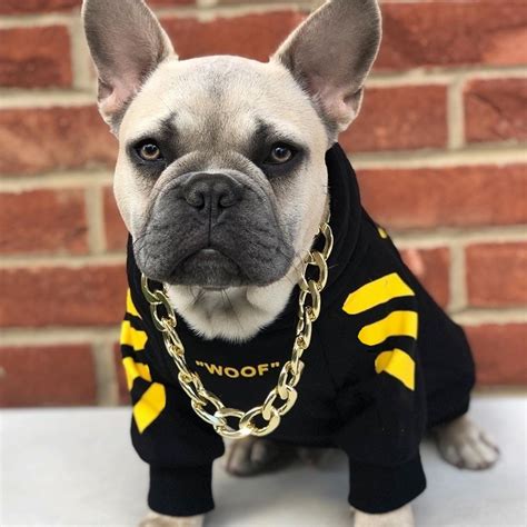 French Bulldog Puppy Clothes