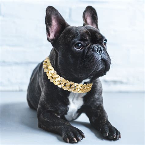 French Bulldog Puppy Collar