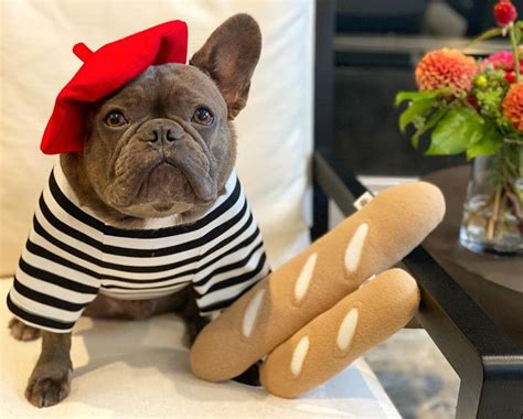 French Bulldog Puppy Costumes