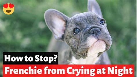 French Bulldog Puppy Crying At Night