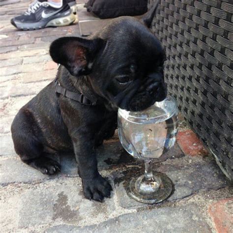 French Bulldog Puppy Drinking Water