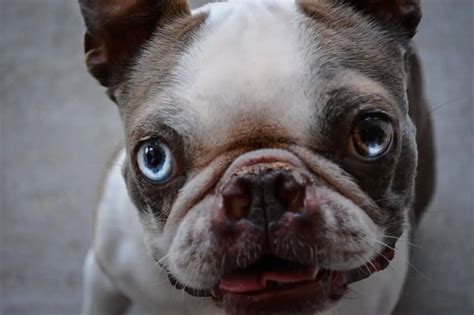French Bulldog Puppy Dry Nose
