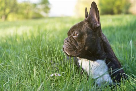 French Bulldog Puppy Ears
