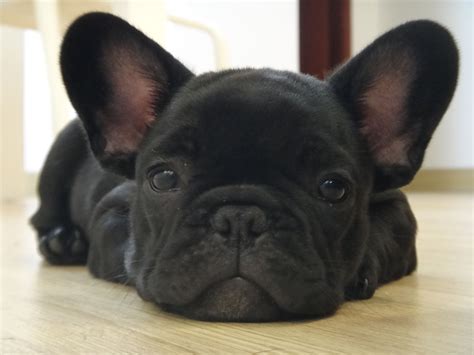 French Bulldog Puppy Ears Down