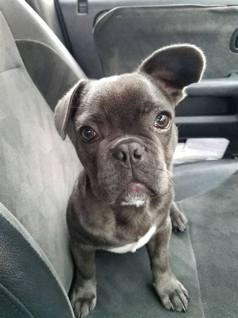 French Bulldog Puppy Ears Not Up
