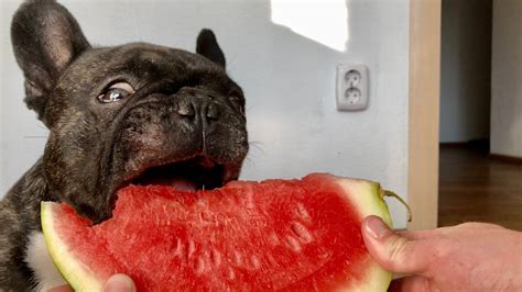 French Bulldog Puppy Eating Watermelon