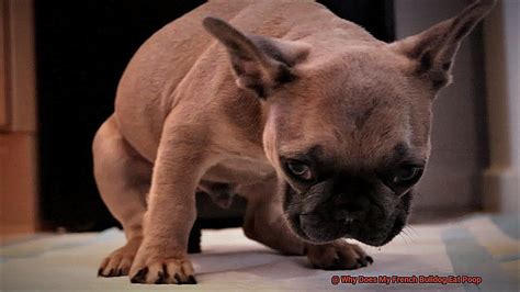 French Bulldog Puppy Eats Poop