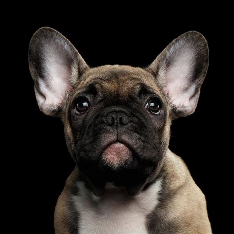 French Bulldog Puppy Face