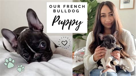 French Bulldog Puppy First Week