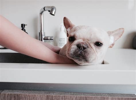 French Bulldog Puppy Getting A Bath