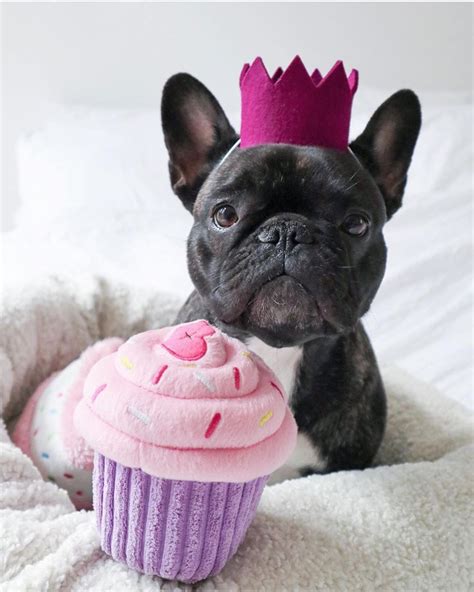 French Bulldog Puppy Happy Birthday