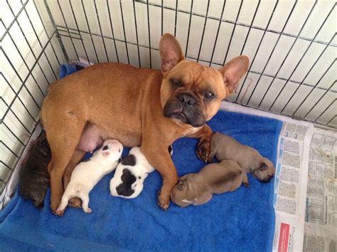 French Bulldog Puppy How Much Food