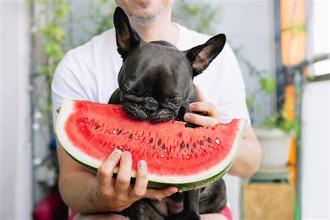French Bulldog Puppy In Watermelon