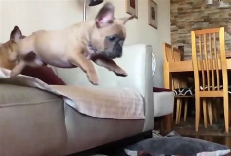 French Bulldog Puppy Jumping Off Couch