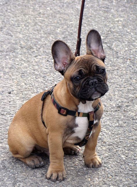 French Bulldog Puppy Leash