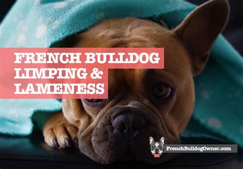 French Bulldog Puppy Limping
