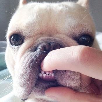 French Bulldog Puppy Losing Teeth