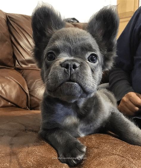 French Bulldog Puppy Nose