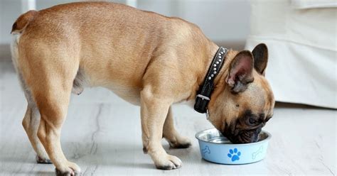 French Bulldog Puppy Not Drinking Water