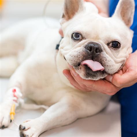 French Bulldog Puppy Pimples