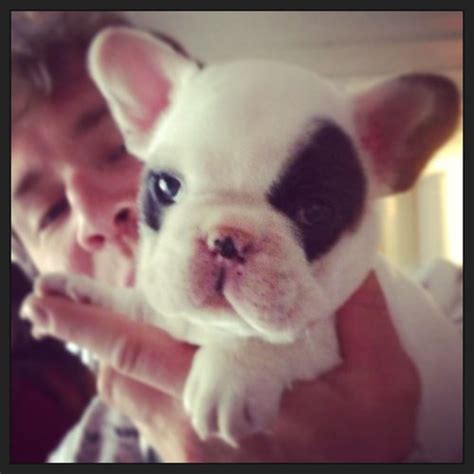 French Bulldog Puppy Pink Nose