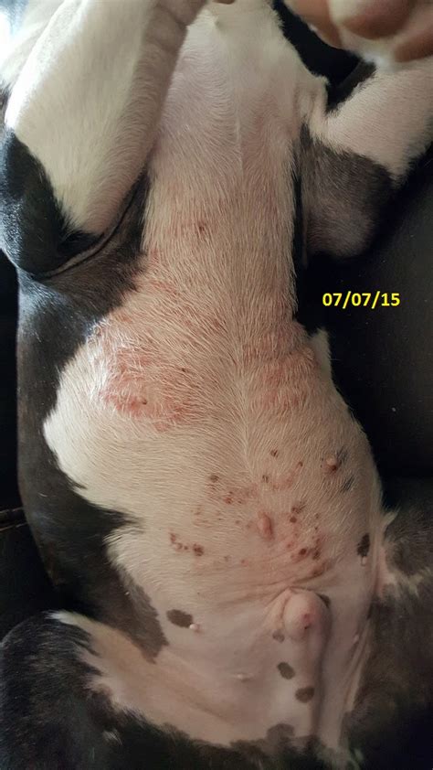 French Bulldog Puppy Rash On Belly