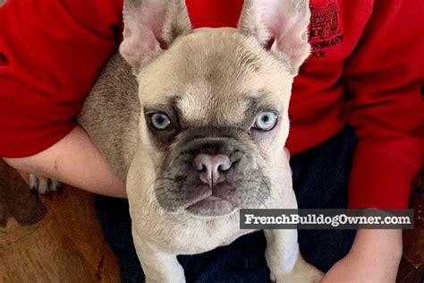 French Bulldog Puppy Runny Nose