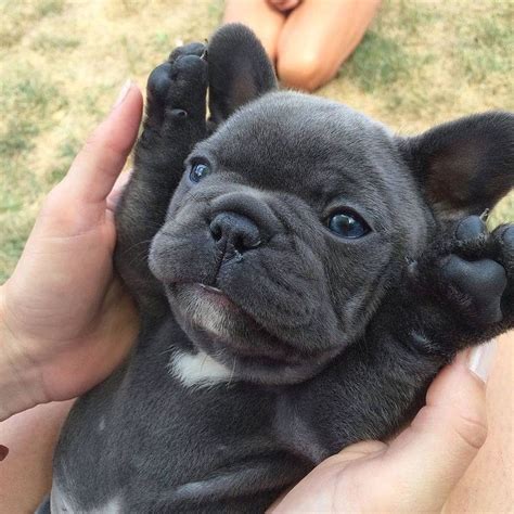 French Bulldog Puppy Says I Love You