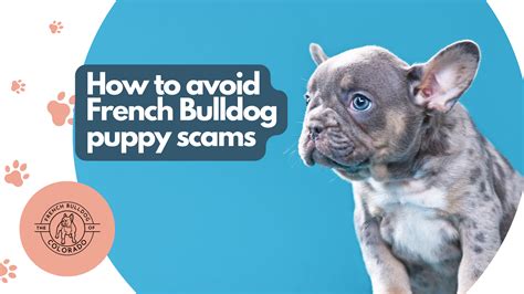 French Bulldog Puppy Scams