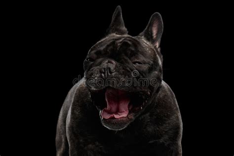 French Bulldog Puppy Screaming At Night