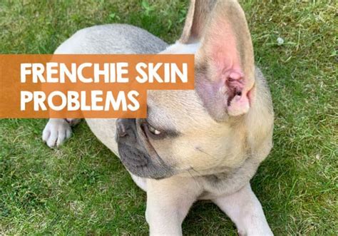 French Bulldog Puppy Skin Problems