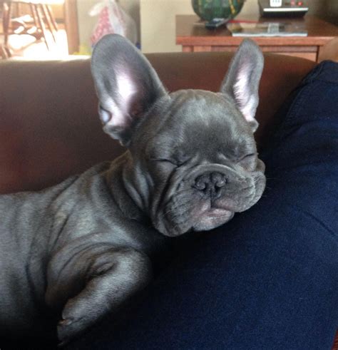 French Bulldog Puppy Sleeps All Day